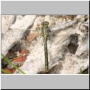 Gomphus pulchellus - Westliche Keiljungfer 07.jpg